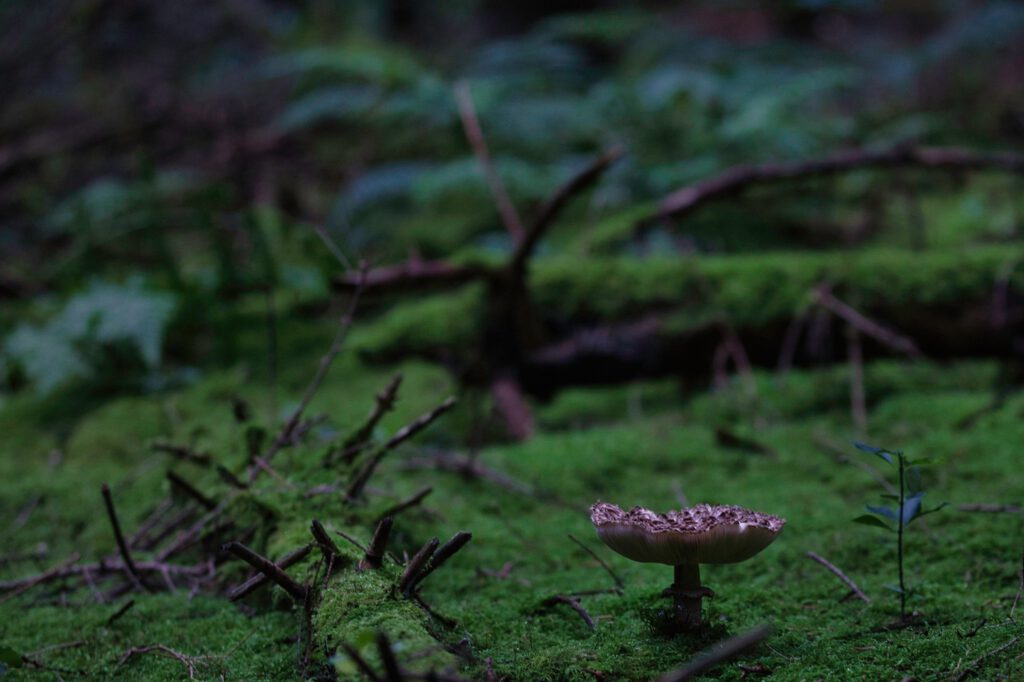 Close-Up foto van paddestoelen in de natuur met mos