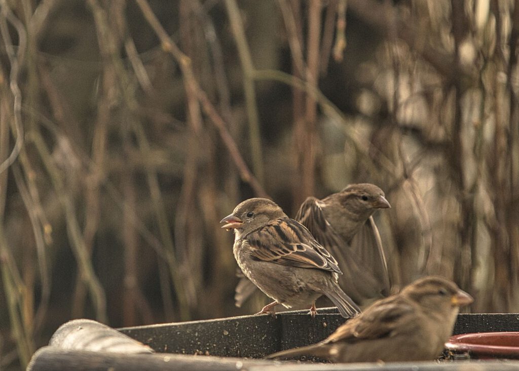 Wildlife - Meerdere vogels in bak in veelerveen