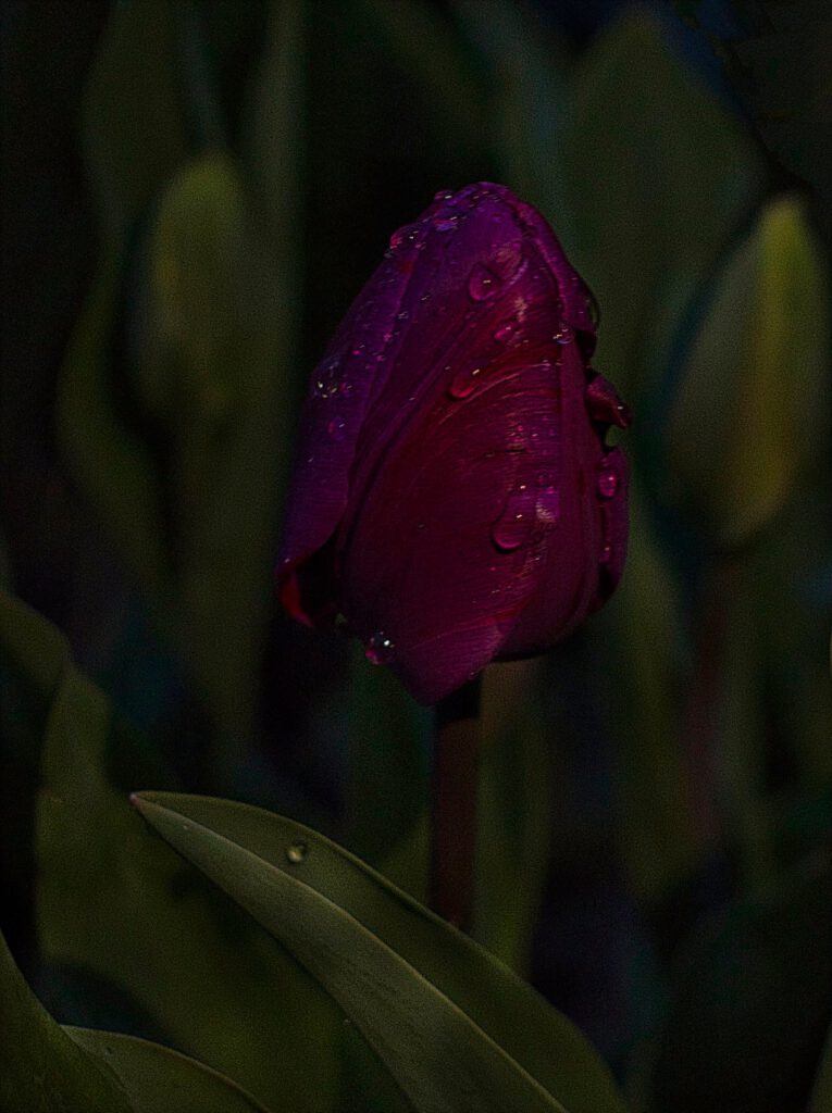 Close-Up-Foto paarse bloem met groene bladeren