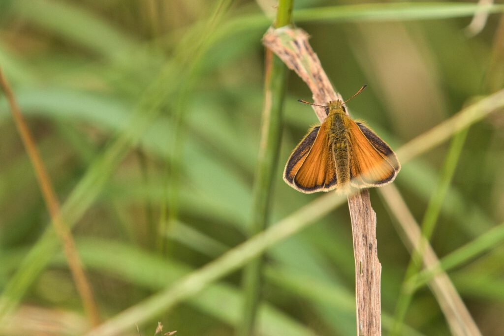 Vlinder op tak in het gras macrofotografie