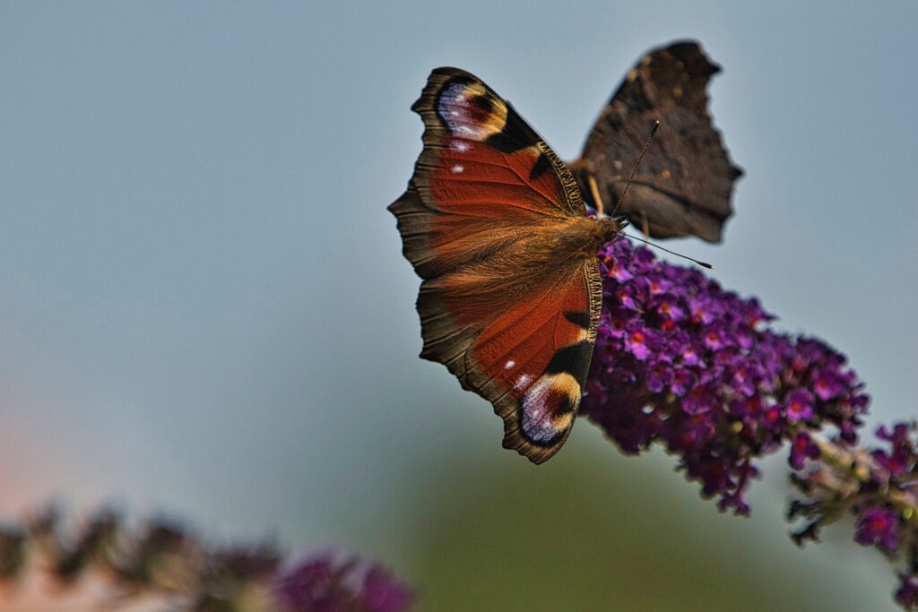 Close-Up-Foto vlinders op paarse bloem
