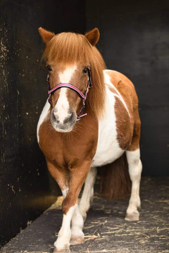 Prachtige portret foto van paard
