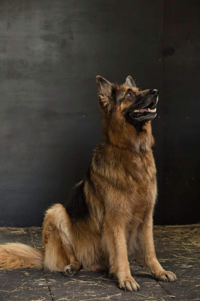 1 hond in stoere houding portret fotografie
