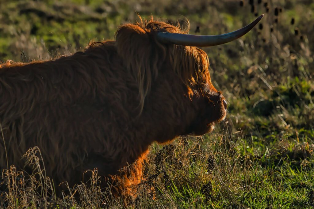 Wildlife - Schotse hooglander koe in gras