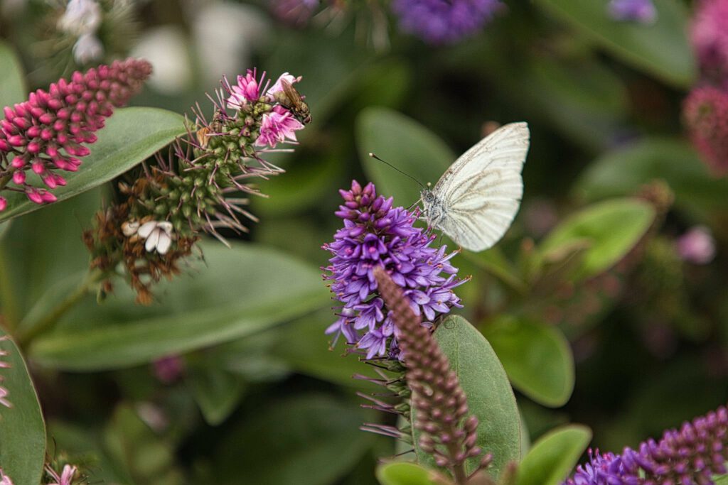 close-up-fotografie-vlinder